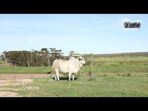 Prestige Boran Auction Lot 48 - BS 1627 - Snow