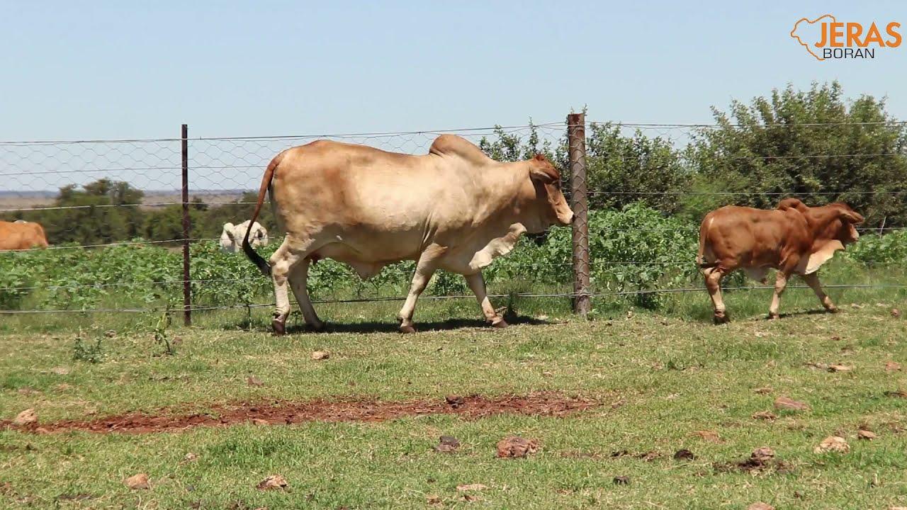 Jeras Alliance Boran Auction WJ 16 24