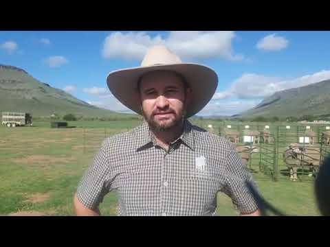 Andrew Jordaan gesels oor hul veiling.