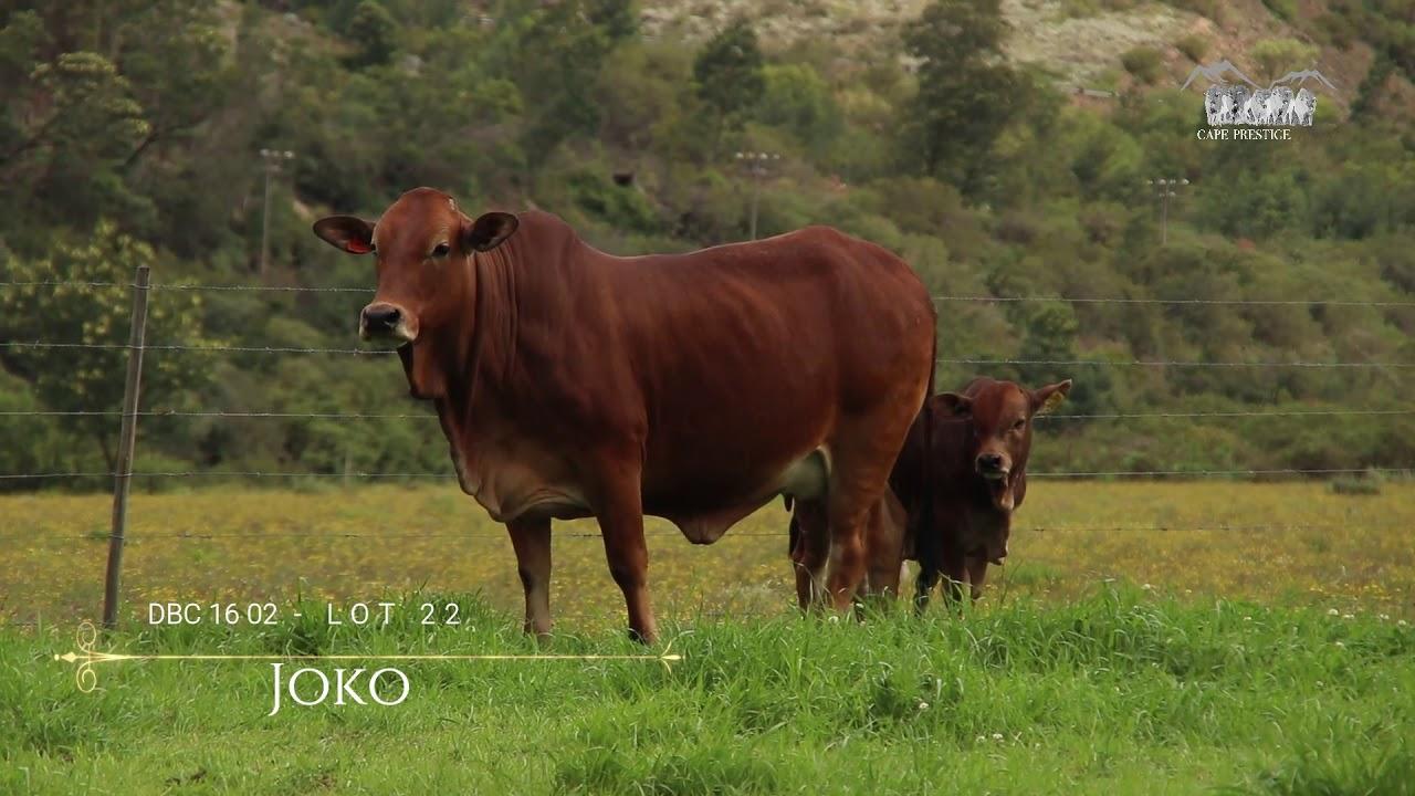 Prestige National Boran Auction Lot 22 - DBC 16 02 - Joko