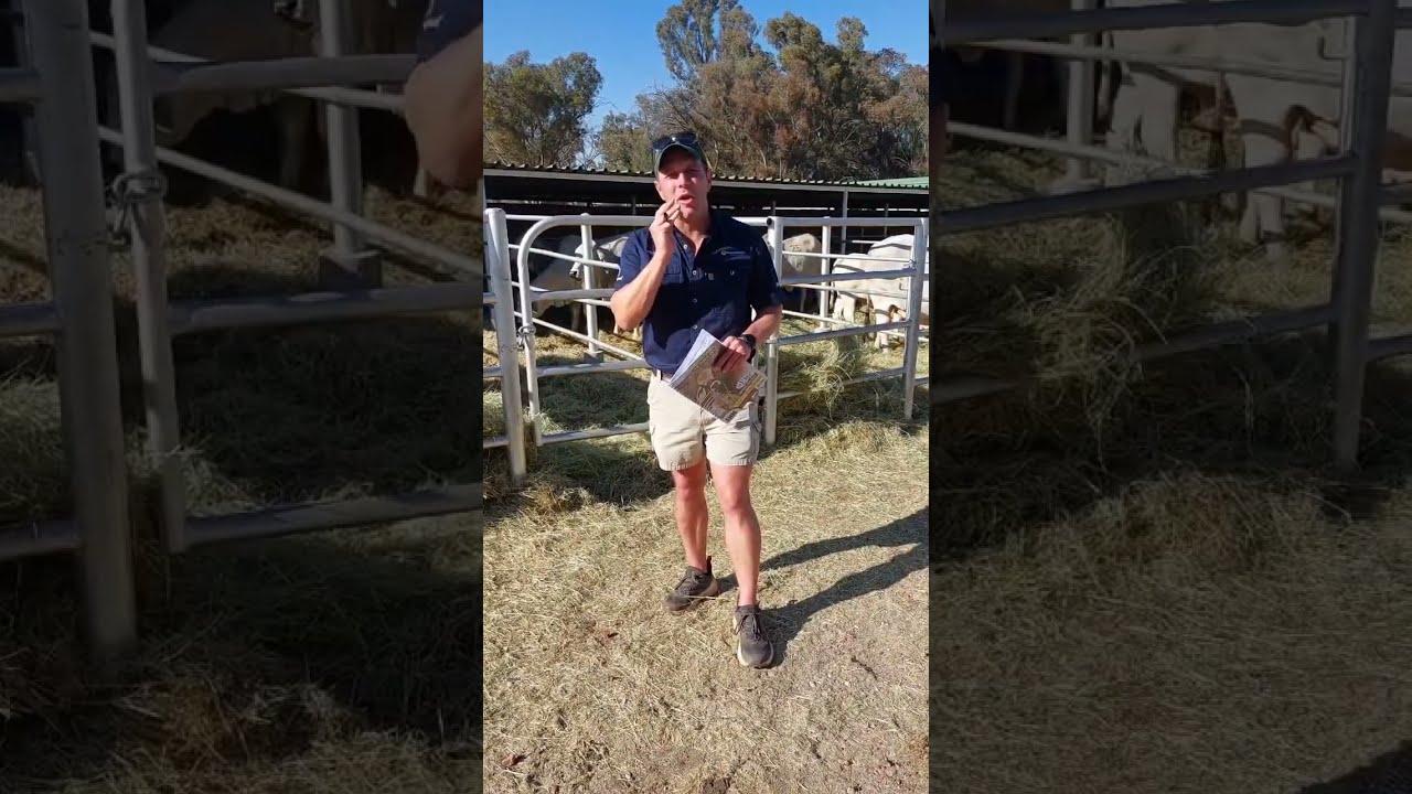 Tinus Havinga se gunstelinge by vandag se Serfbred Brahmane veiling.