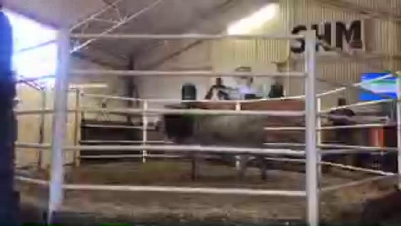 Fonteine Boran Auction live from Derby