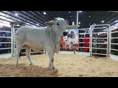 Regreeks van die Manso Select Brahman veiling in Parys.