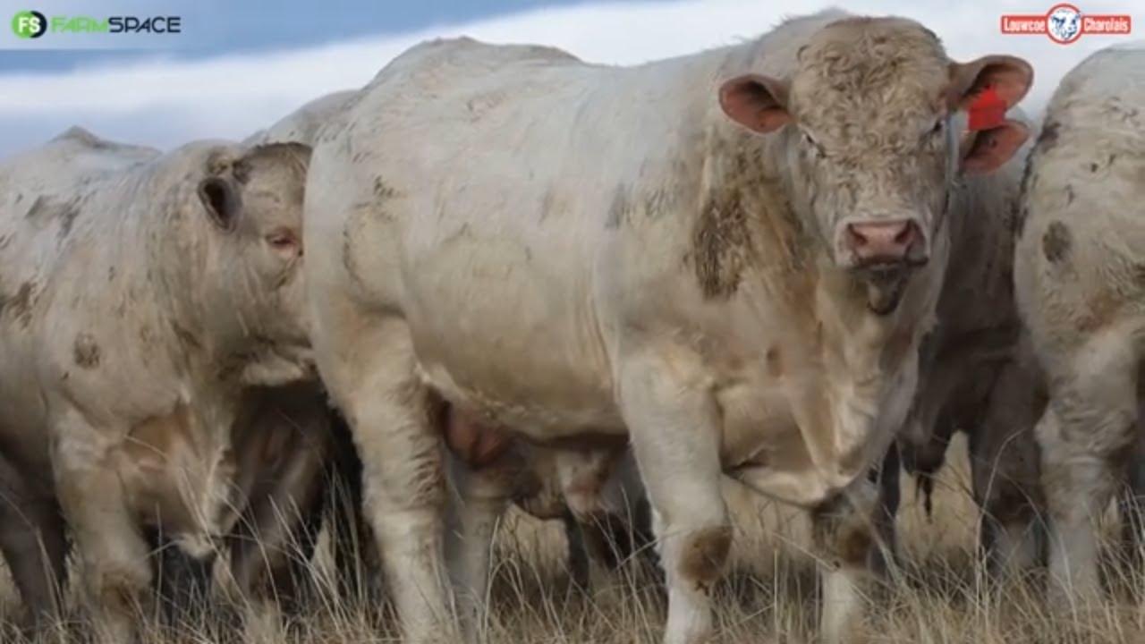 Wat maak Louwcoe Charolais anders?