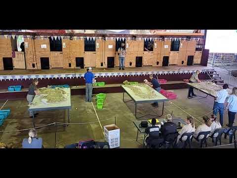 Wolhantering (beginners) uitdunne regstreeks vanaf Bloemskou.