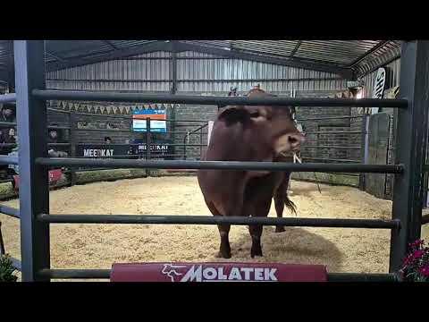 Part 1: Grassfields Beef Production Auction live from Grassfields Beef Droughtmasters.