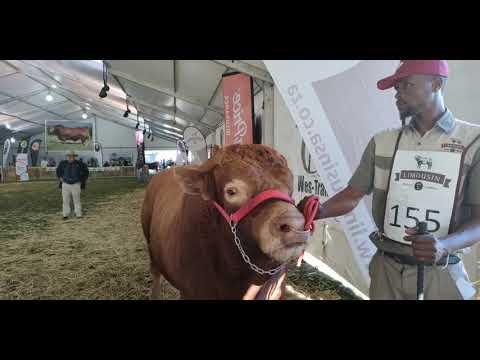 Limousin National Championship 2022: Senior Champion bull and Grand Champion bull at Bloemshow 2022
