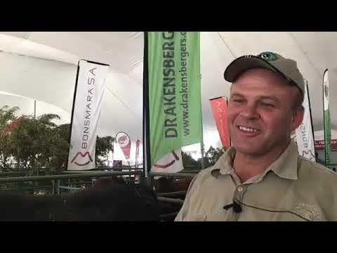 One of the oldest herds of cattle in SA - ALFA Expo 2019
