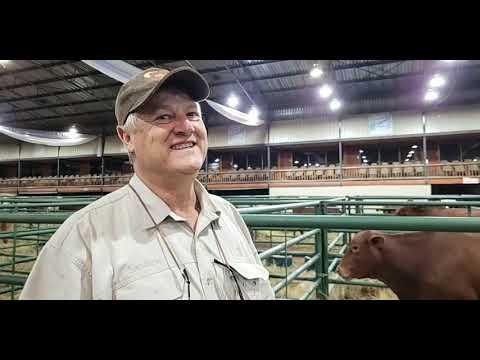 Johan Strydom hier by die Considerata SA Droughtmaster Veiling 2022