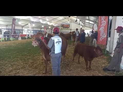 Limousin National Championship live from Bloem Show 2022 day 2. Junior Champion Female