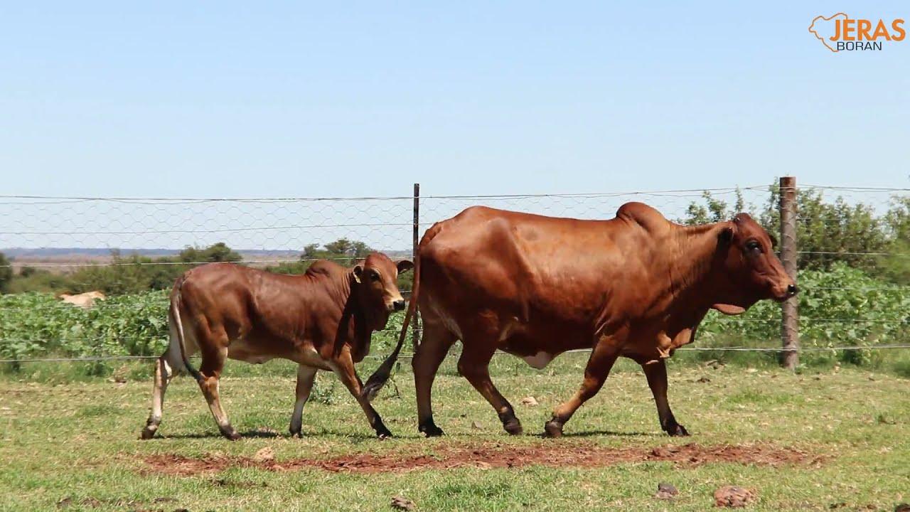 Jeras Alliance Auction WJ 12 30