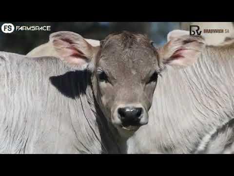 Braunvieh SA se Marelize gesels oor hulle nasionale veiling en die Braunvieh in Suid-Afrika.