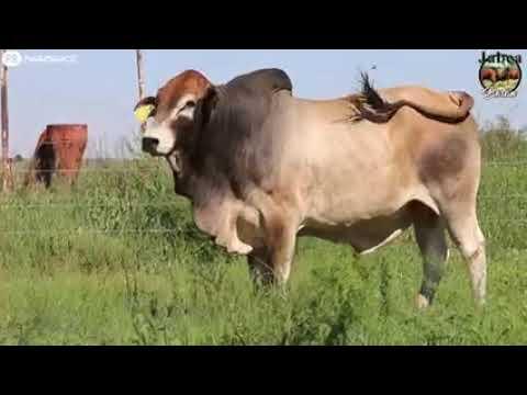 Jabea Borane bied die jaar 5 stoet bulle aan die 18 Februarie 2023, Kroon Boma