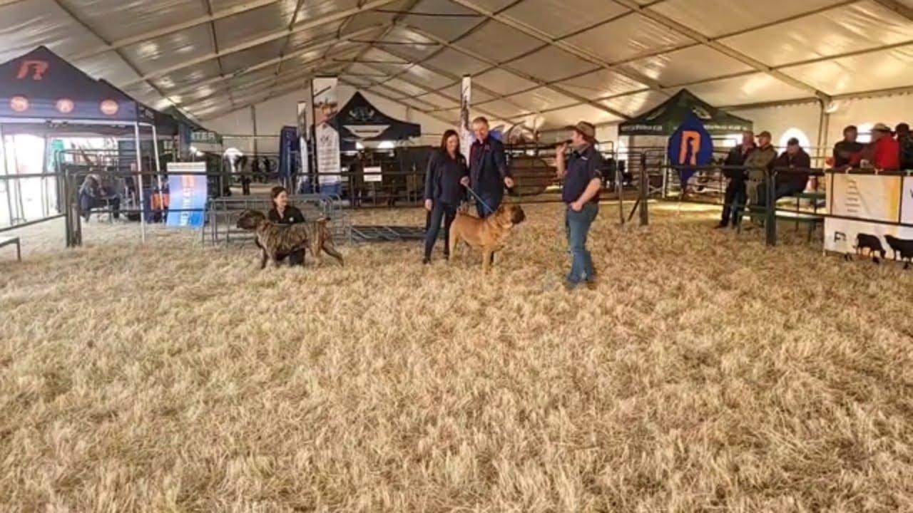 Boerboel ras by KragDag 2023.