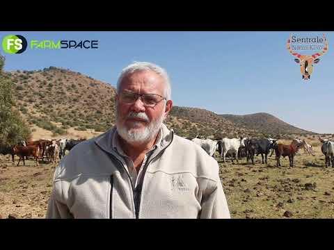 Archie Du Plessis oor die Sentrale Nguni Klub en hul veiling wat plaasvind die 21ste October