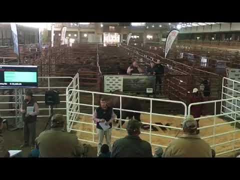 Brangus Central Club Auction 2020