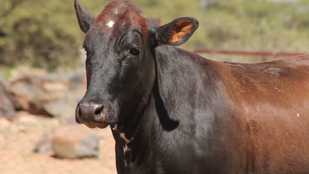 Gariep Nguni's bied aan Lot 60 - FB 18-167 by die Nguni Regainer Groep Veiling, 13 Oktober.