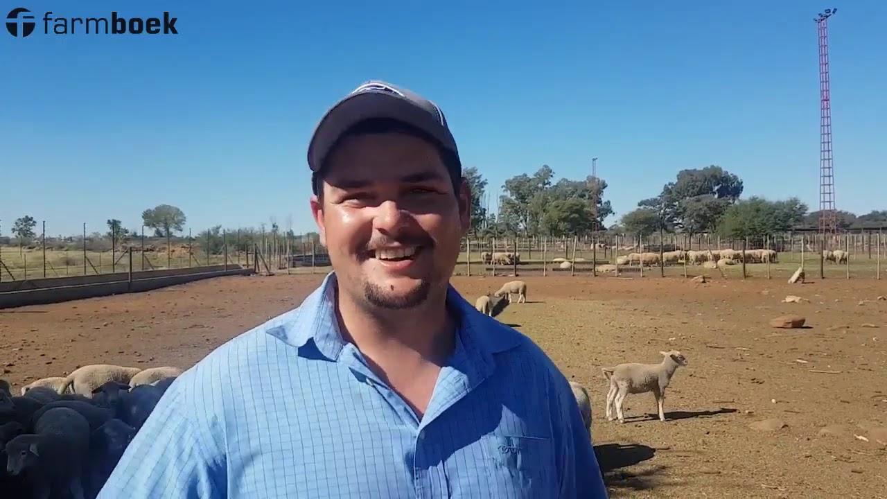'Sheeptown' - Semi-Intensive Sheep Farming. Our plans when it comes to Lambs.