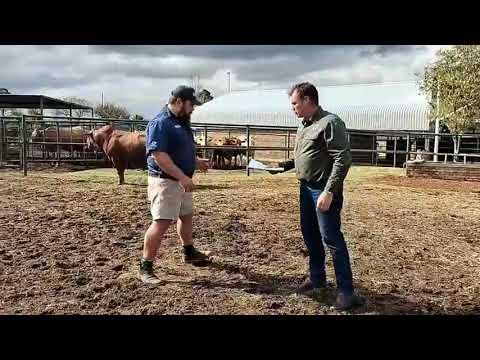 Ons gesels met Werner van Gouwsberg Tulis Stud oor hulle produksieveiling