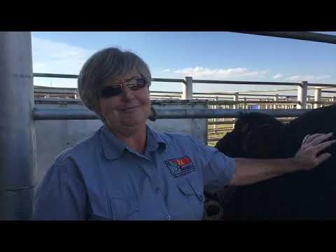 Daleen Potgieter, president of the Sussex Cattle Breeders Society - Nampo 2019
