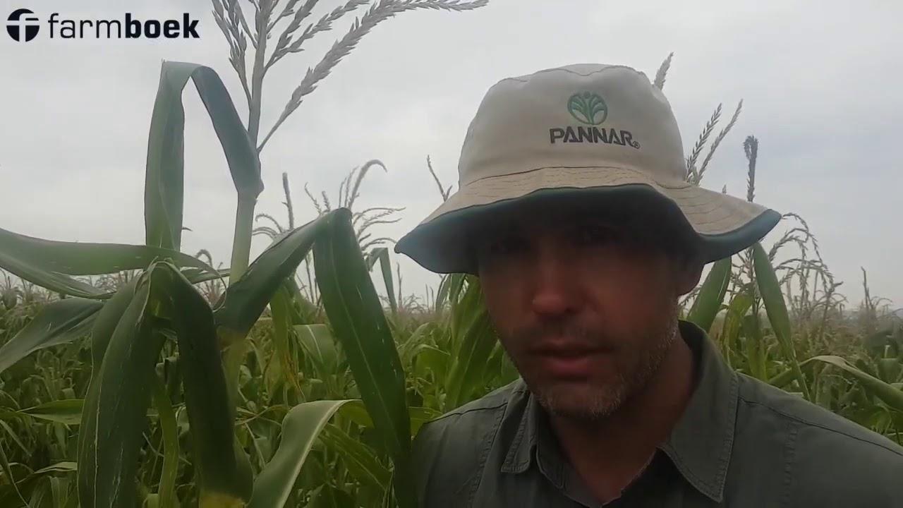 Pannar at Excelsior Farmers Day 2019
