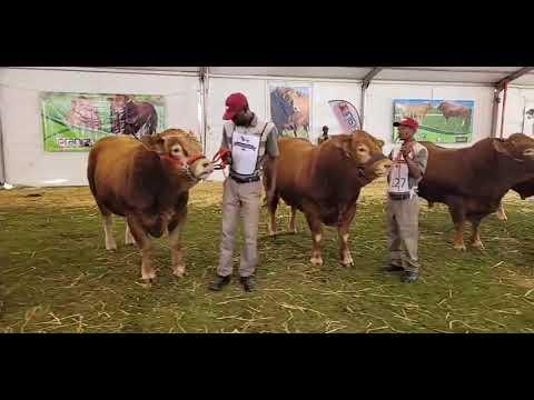 Breedplan bul 12 - 36 maande by die 2022 Limousin Nasionale kampioenskappe op Bloemskou 2022