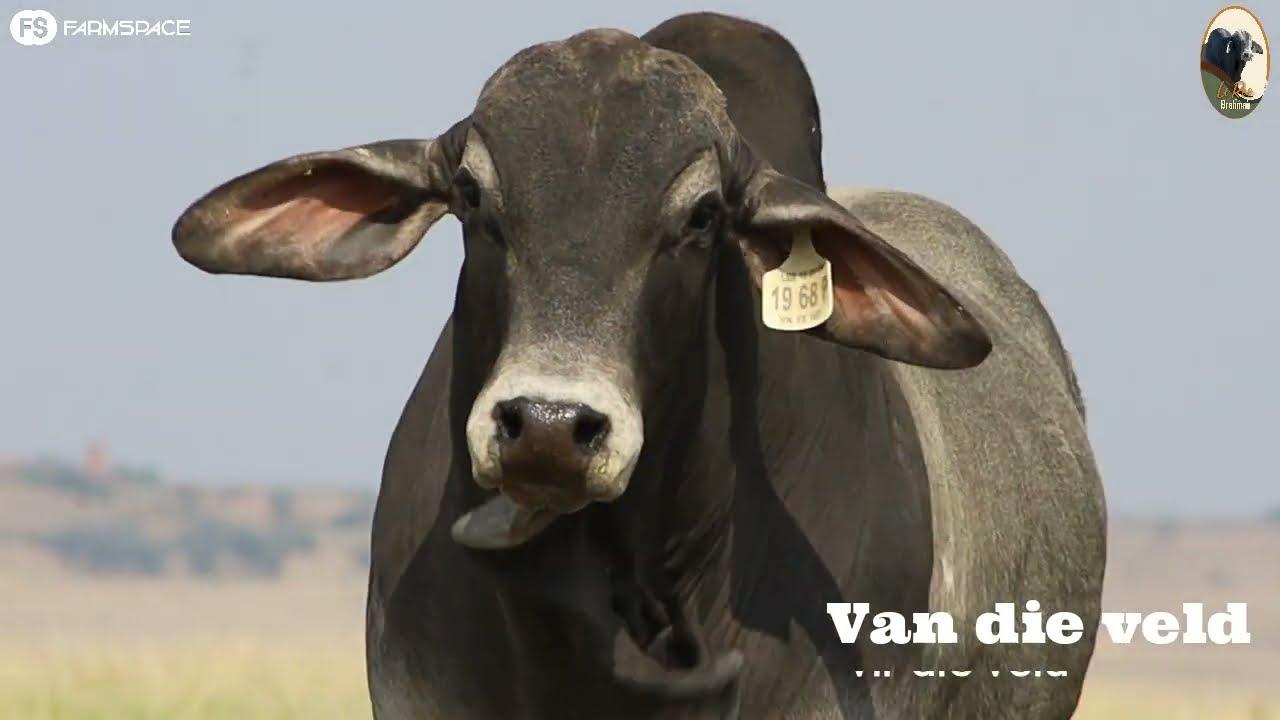 Die ongelooflike lang Brahman Poena kom die 19de Ooktober onder die hammer by Le Roc