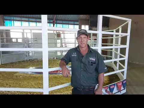 Chippy Watson van VOVA Genetics oor die Droughtmaster Eastern Club Sale
