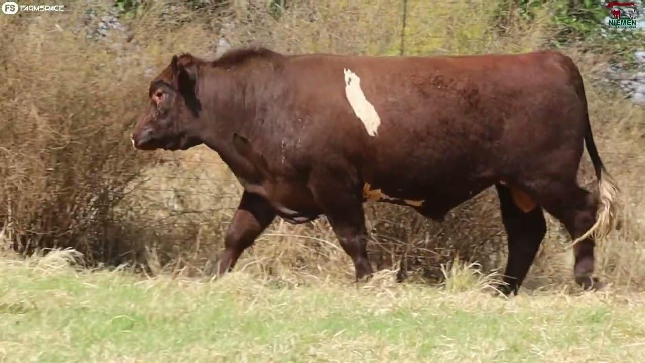 Niemen Stud bied aan Lot 1 - NMS 20-18 op die Niemen Beef Shorthorn Veiling, 15 Oktober.