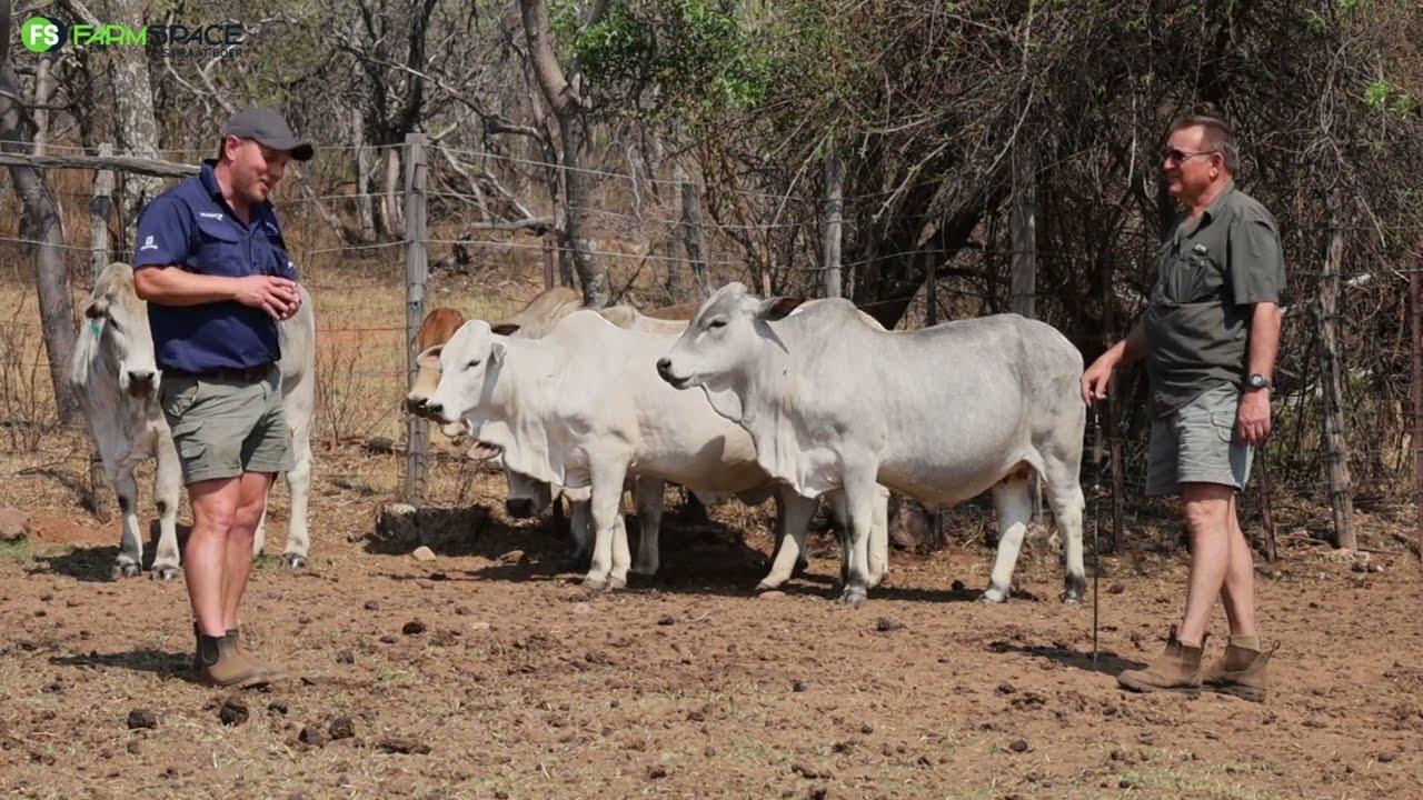 Ons gesels met Johann van Marones oor sy vroulike diere, die jaar by Limpopo Prestige, 21 Oktober