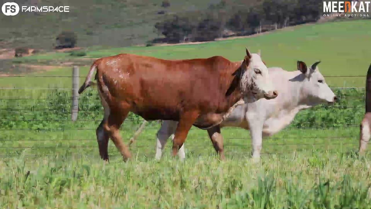 Regainer Nguni Auction Presents - Lot 50 (Commercial)