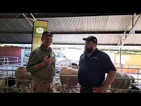 PD Jacobs het al 10 jaar lank die Vrystaat Merino Kampioen Ram gewen.