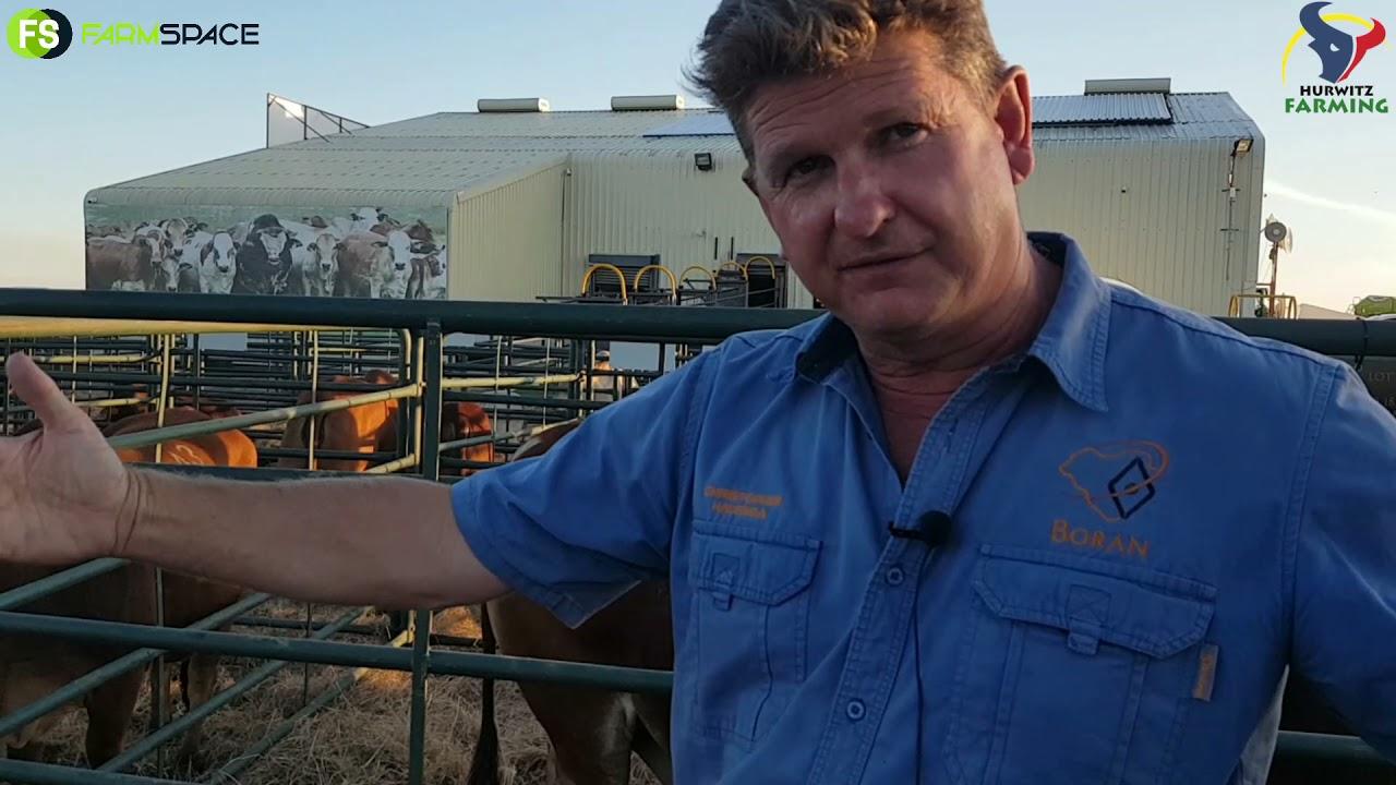 Hurwitz Farming Summer Sale 2021 - Learning about Cattle with Christopher Havenga