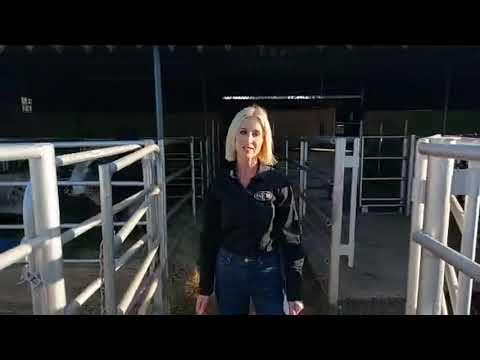 Carla, die dag voor die Serfbred Brahmane se Produksie Veiling