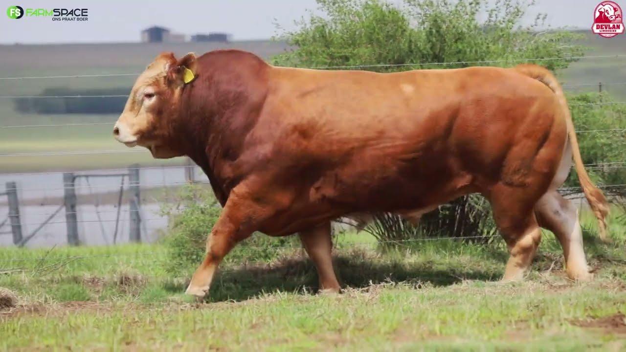 Devlan Limousins proudly presents their Champagne Sale on 16 March 2024