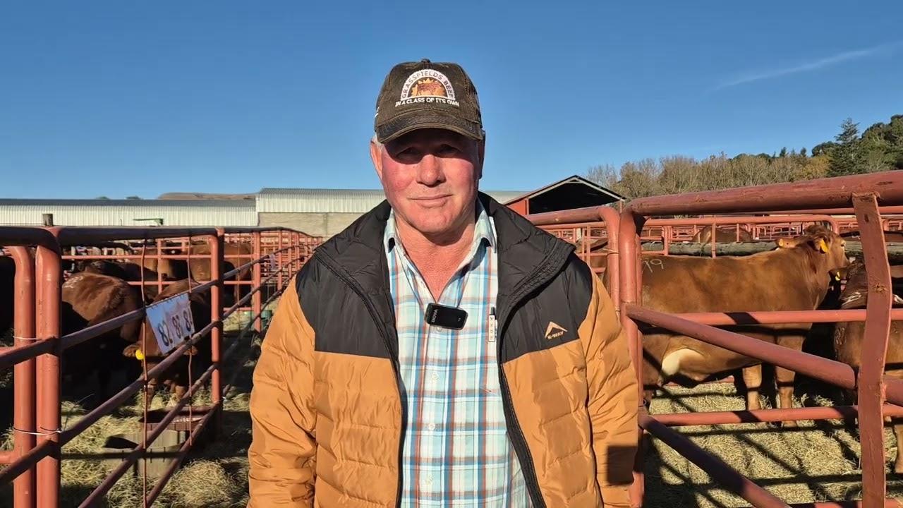 Marius Barkhuizen neem ons deur die Droughtmaster Vroulike diere op die veiling.