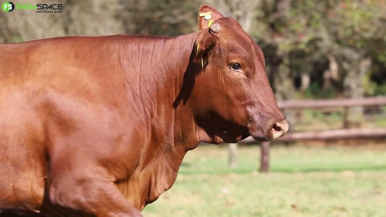 Grassfields Droughtmaster lot discussion with Tinus Havinga & Rustin Shawe on GRB 18 31