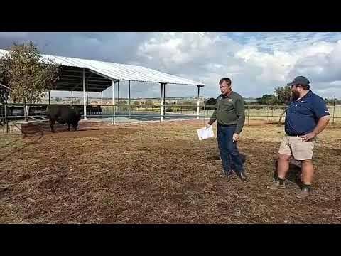 Werner en Marco gesels oor Lot 3 wat more beskikbaar is by die Gouwsberg Tuli Veiling.