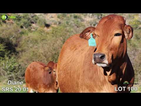 Lot 100 | SRS 20-08 | SIRRS Borane | Road to the Boran National Auction | 15 July 2023