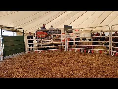 Rocky Droughtmaster Veiling LIVE 2 Augustus 2022