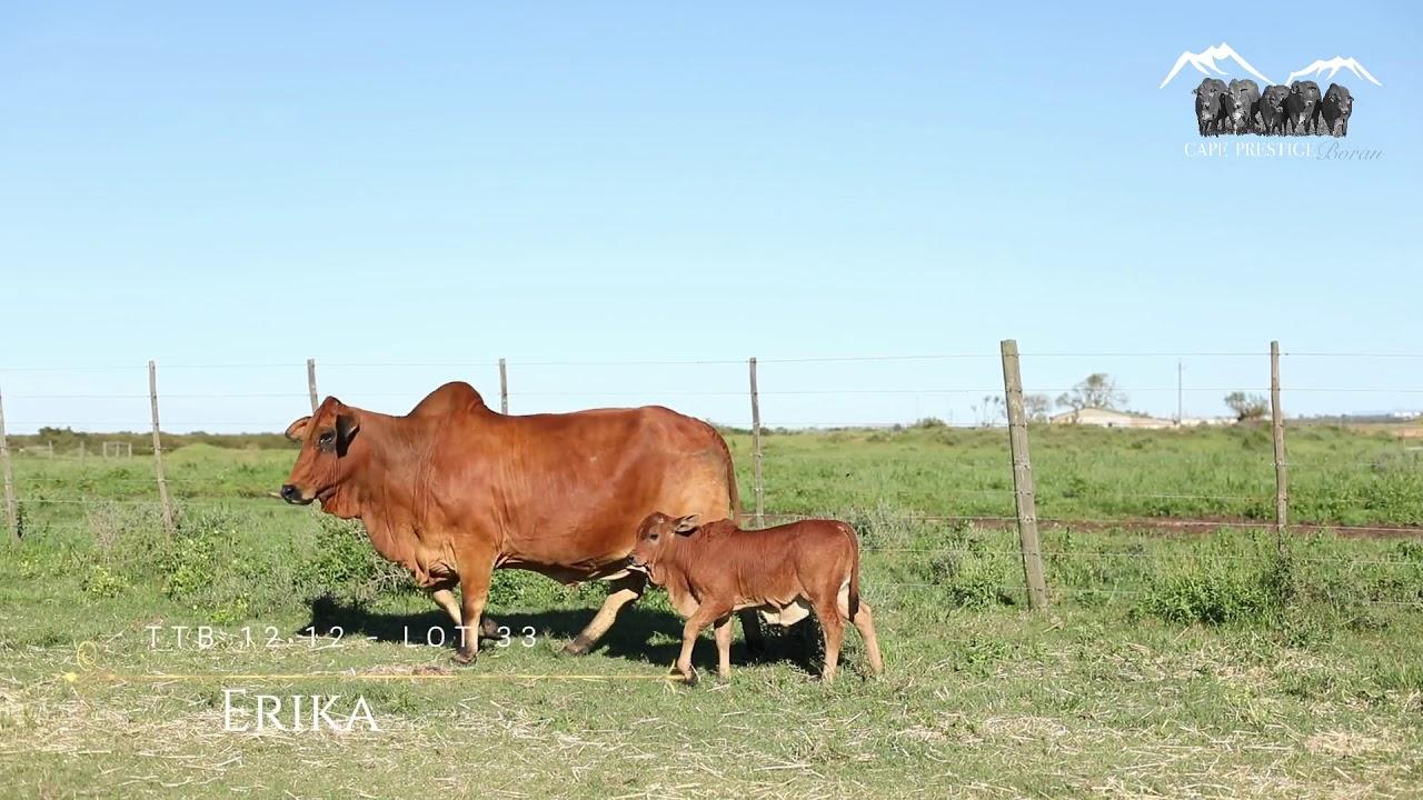 Prestige National Boran Auction Lot 33 - TTB 1212 - Erika