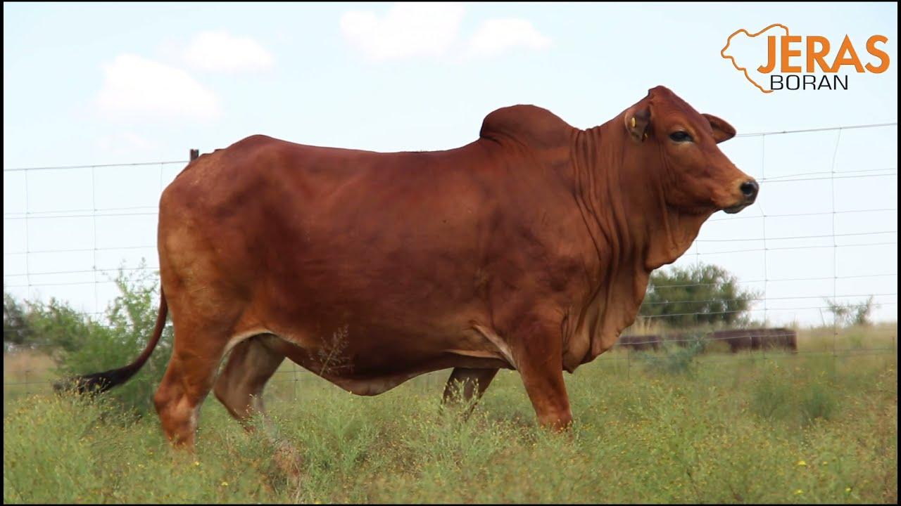 Jeras Alliance Boran Auction WJ 17 101