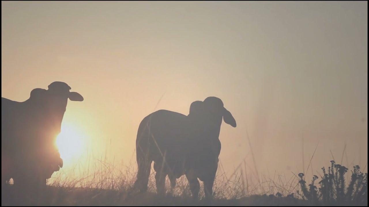 Stey Braes 24th Annual Production Auction - Brahmans