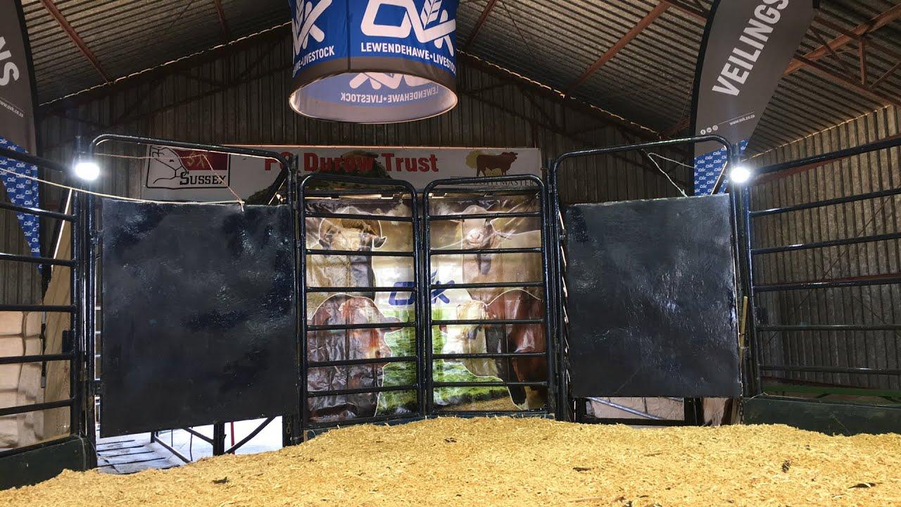 Durow Droughtmaster & Sussex Auction live from Clocolan