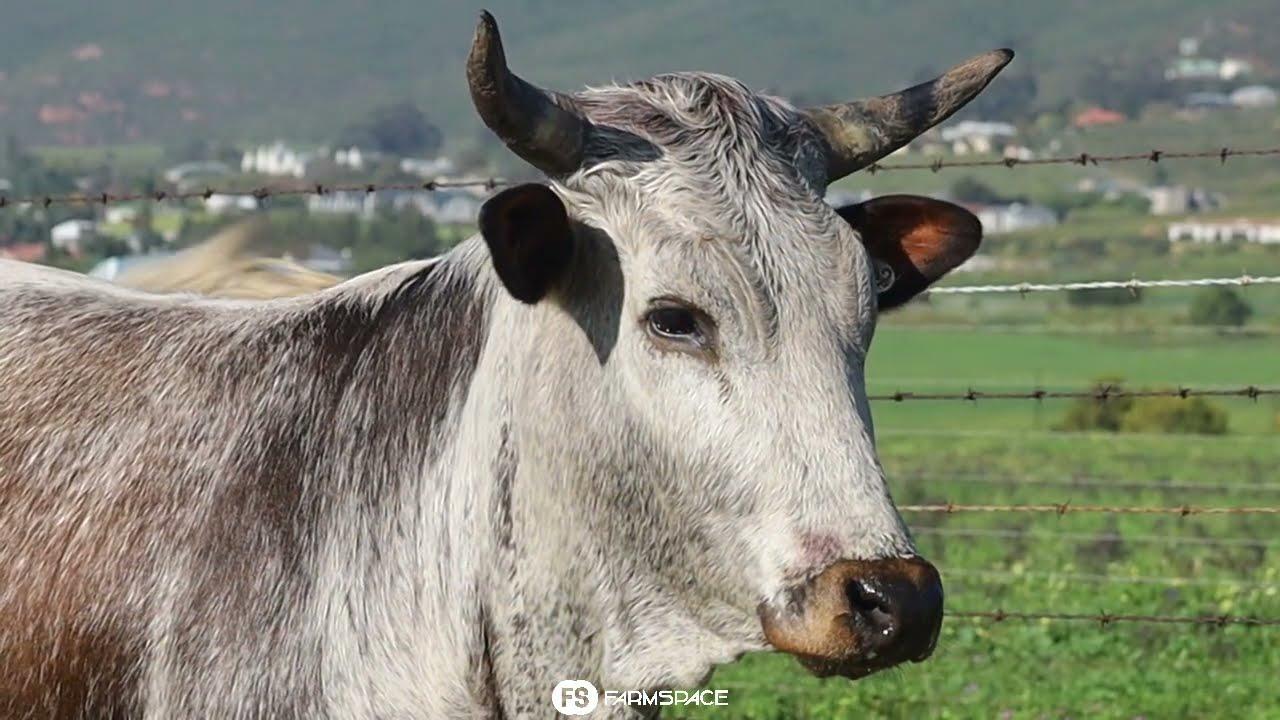 Exsteen Nguni's bied aan Lot 42 - EX 20-302 by die Nguni Regainer Groep Veiling, 13 Oktober.