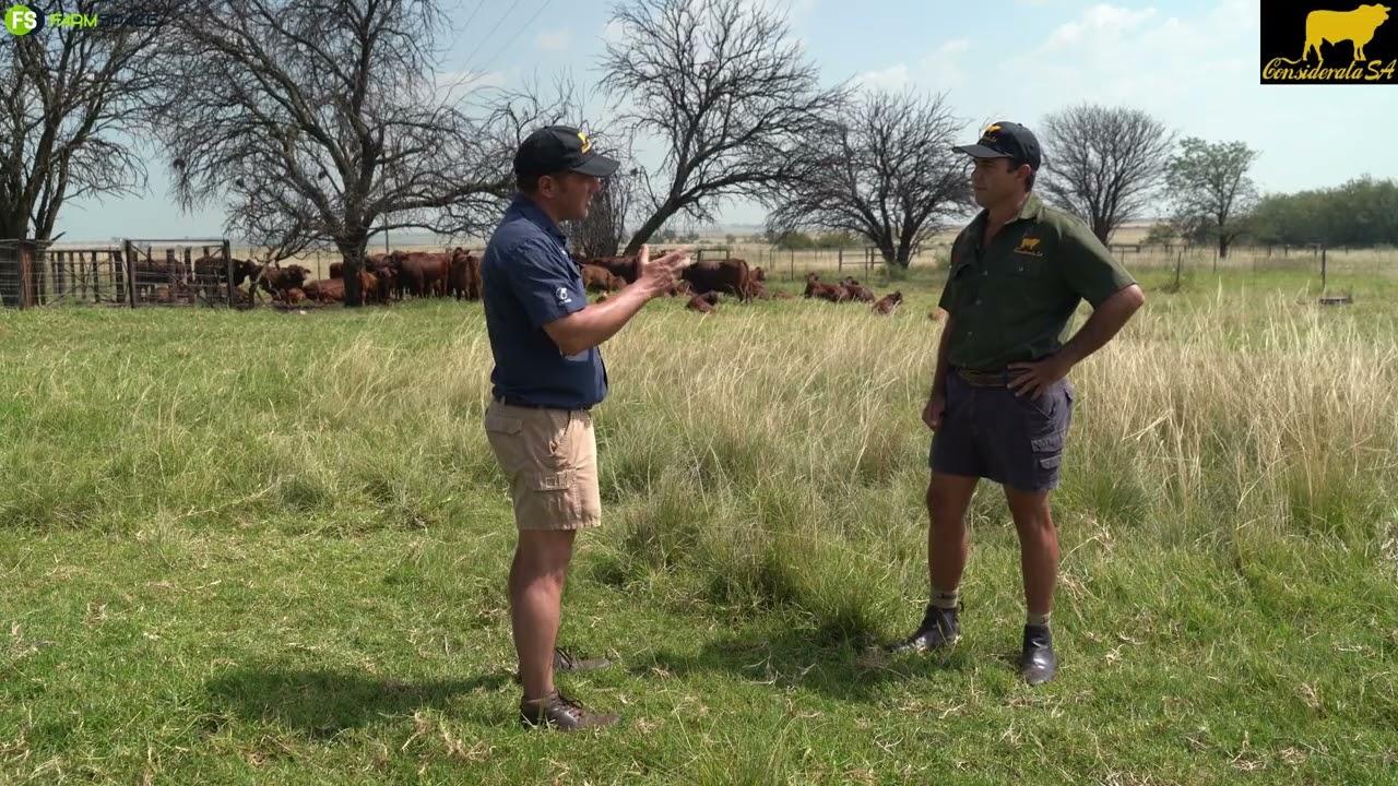 Ek gesels met Johan oor die eerste Droughtmaster veiling na hulle geregistreer is as 'n ras...