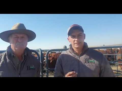 Bonheur Brafords se 1ste produksie veiling - Johan en Gert van der Merwe