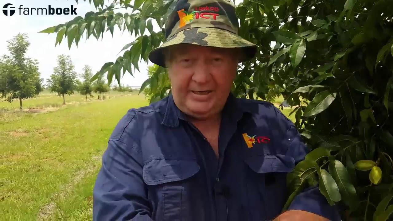 Loskop ICT - Piet Citrus