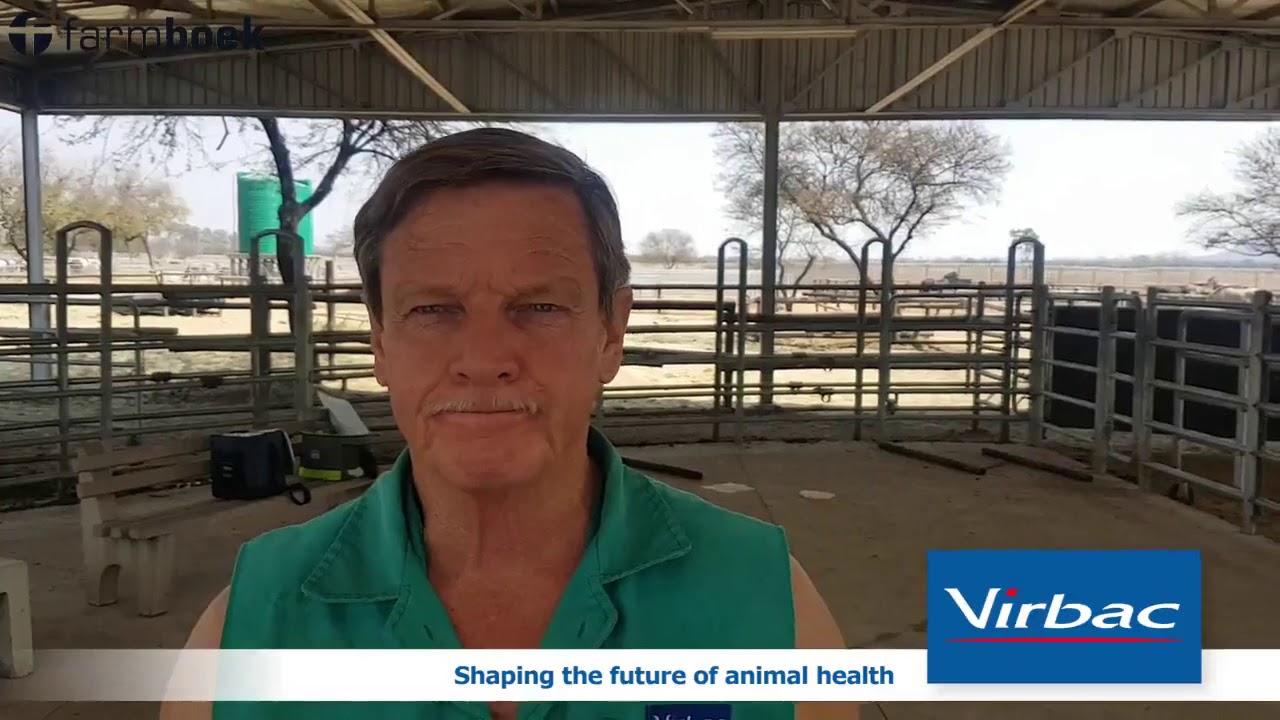 How fit is your bulls for mating season? - Virbac SA