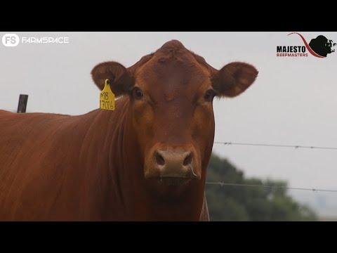 Majesto Beefmaster Auction 21 April 2022